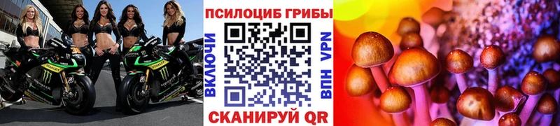 Купить закладки  Липки  Псилоцибиновые грибы Psilocybe 